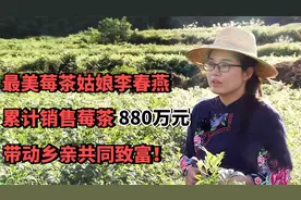 最美莓茶姑娘李春燕，累计销售莓茶880万元，带动乡亲共同致富！视频封面