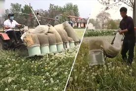 看呆！河南大叔用抽烟机改装蒲公英收割神器，1人20分钟能采1亩地视频封面