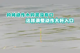 钓灵没口钓钝口轻难抓？问题出在这里，稍微调整出口清晰中鱼率高视频封面