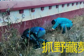 河南小伙穷游西藏，内地游客正在偷抓野藏獒，胆子真大视频封面