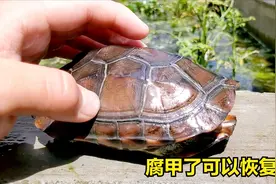 乌龟严重腐甲了可以恢复吗?看看这只龟你就知道了视频封面