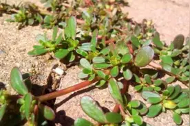 马齿苋俗称“长寿菜”，对身体有这5大改善，难怪好多人抢着吃