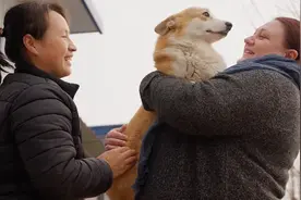 惊喜，有一位俄罗斯友人亲自到犬舍选小柯基视频封面