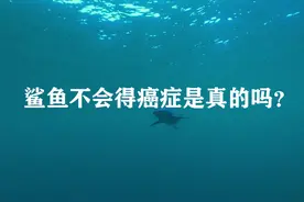 鲨鱼会不会患上癌症 来看看它们的免疫系统强大的原因  羽生活视频封面