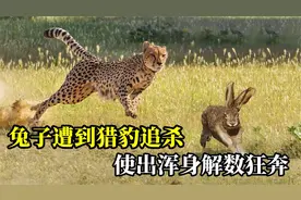猎豹偷袭兔子，兔子使出绝招应对，结果输在了一个土堆上视频封面