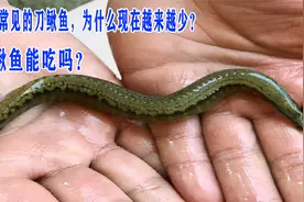 农村常见的刀鳅鱼，为什么现在越来越少？刀鳅鱼能吃吗？