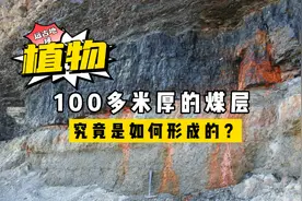 煤炭沉积需要植物，那百米厚的煤层得要多少？远古有那么多吗？视频封面