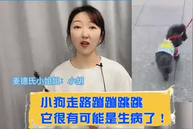 小狗走路一蹦一跳，很有可能是生病了！