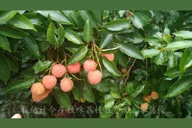 广东茂名电白地区的桂味荔枝已熟即将上市现地头收购价20块钱左右视频封面