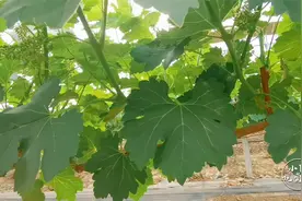 葡萄种植当中，一棵树留多少枝条比较合适？来实例分享一下