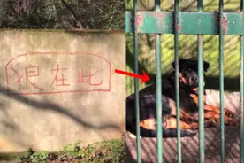 湖北一动物园“以狗充狼”？园方回应：狼原来是有的，目前在整改视频封面