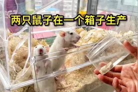 两只鼠妈妈在一个箱子里生产会发生什么好玩的事？相互使坏视频封面