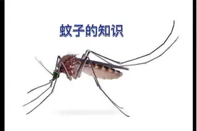 蚊子的知识普及，蚊你不知道的蚊子小知识视频封面