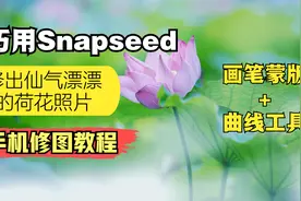 仙气飘飘的荷花照怎么修？巧用Snapseed蒙版与曲线工具轻松搞定视频封面