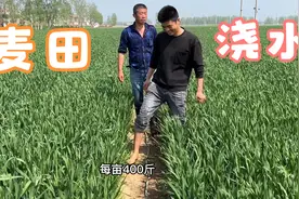 农村麦田长势良好，绿油油美如画，大哥浇水助力，今年丰收在望！视频封面