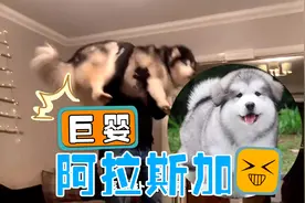 雪橇大傻阿拉斯加——“谁养谁后悔”视频封面