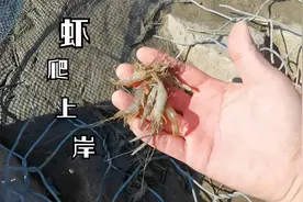 去河边钓鱼发现药虾，虾自己就爬上岸了，这虾能吃吗视频封面