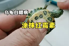 乌龟白眼病泡了几天土霉素效果不明显，给它涂抹红霉素看看效果