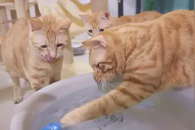 铲屎官买了一条电动小鱼，猫咪馋得直舔嘴：今晚喝鱼汤！