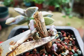 多肉“砍头”摘心后不长侧芽？这样轻轻一掰能补救，侧芽蹭蹭冒！视频封面