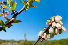 蓝莓树开花你见过吗？梁小去产地实拍，航拍蓝莓地太壮观了视频封面