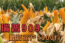 最高亩产1900斤，抗旱耐瘠高产玉米品种，近两年最火爆的瑞普909视频封面