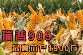 最高亩产1900斤，抗旱耐瘠高产玉米品种，近两年最火爆的瑞普909视频封面
