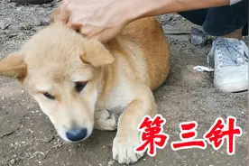 田园犬睡觉的时候给它打了一针，然后一点都不听话了，不良反应？视频封面