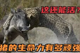 见识一下疣猪顽强的生命力，被吃掉一半，还能将豹子反杀！太强悍视频封面