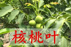 核桃叶有3大妙用，你还不知道吧？看完这个视频，我很受益！视频封面