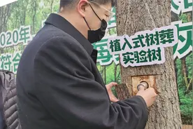 绿色殡葬！植入式树葬实验来了，树干上钻洞放入骨灰存放装置视频封面