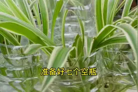 废弃的瓶子不要扔，动动手秒变水培花盆视频封面