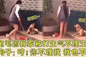 金毛因拆家被打，竟生气不理主人，狗子：哼！你不理我我也不理你视频封面