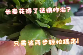 长寿花得这病了咋治？只需做到这两步，没多久就会开满盆花视频封面