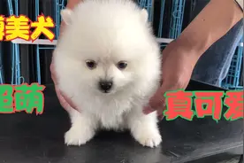 如何正确挑选博美犬，毛量一定要大眼睛要大嘴巴要短，记住这几点视频封面