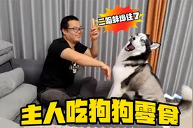 主人假装吃二哈的零食，傻狗要绷不住了，下秒反应笑得人肚疼视频封面