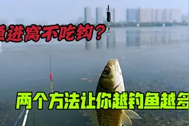 鱼在水面跳不吃钩？从饵料和钓法入手，轻松垂钓大鲫鱼大鲤鱼视频封面