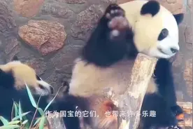 世上仅剩一只！在我国秦岭被发现，目前在动物园吃香喝辣的视频封面