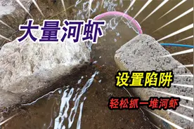 河边出现大量河虾，设置简易陷阱捕捞，没想到抓河虾竟然这么简单