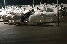 河北一羊圈内羊群围一个方向转圈，白天黑夜不停歇，主人困惑视频封面