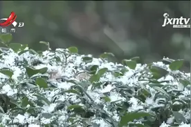 【寒潮】江西：2021首场降雪“到货” 朋友圈开启“摄影大赛”视频封面
