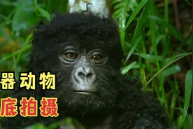 荒野间谍：人类在机器猴的眼中隐藏摄像头，揭开动物神秘的面纱视频封面