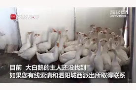 大白鹅组团出走！民警冒雨帮寻回，无人认领只能圈养在派出所