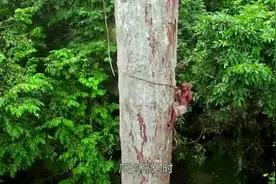 非洲人爬上40米高的树顶掏野蜂蜜，太厉害了！视频封面