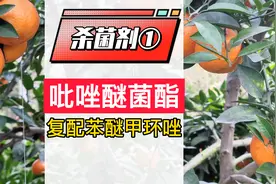 吡唑醚菌酯加苯醚甲环唑治什么病_禁忌_怎样兑水