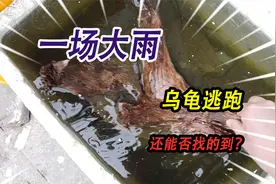 一场大雨雨水灌满养乌龟的泡沫箱，乌龟趁机逃跑，乌龟还能找到吗视频封面