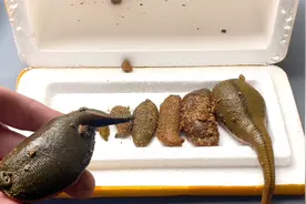 最大的水蛭和最小的水蛭体型差距有多大?视频封面