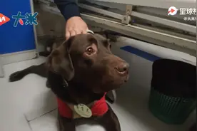 萌化全场！导盲犬探望生病主人尾巴摇成小马达视频封面