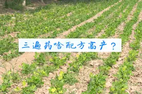 分享一下我们农场种花生使用的"三遍药"配方，很多农户都说好视频封面