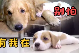 饿到吃草的小流浪狗，被收养后默默流泪，暖心金毛犬带它走出悲伤视频封面